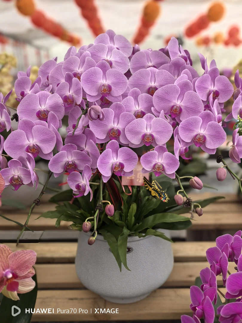 【粉冠军】精品蝴蝶兰 大花型 高端绿植花卉 室内绿植 上海基地直发