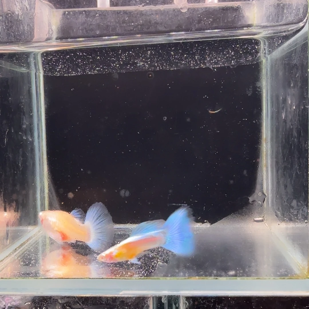 孔雀鱼蓝白种鱼1对