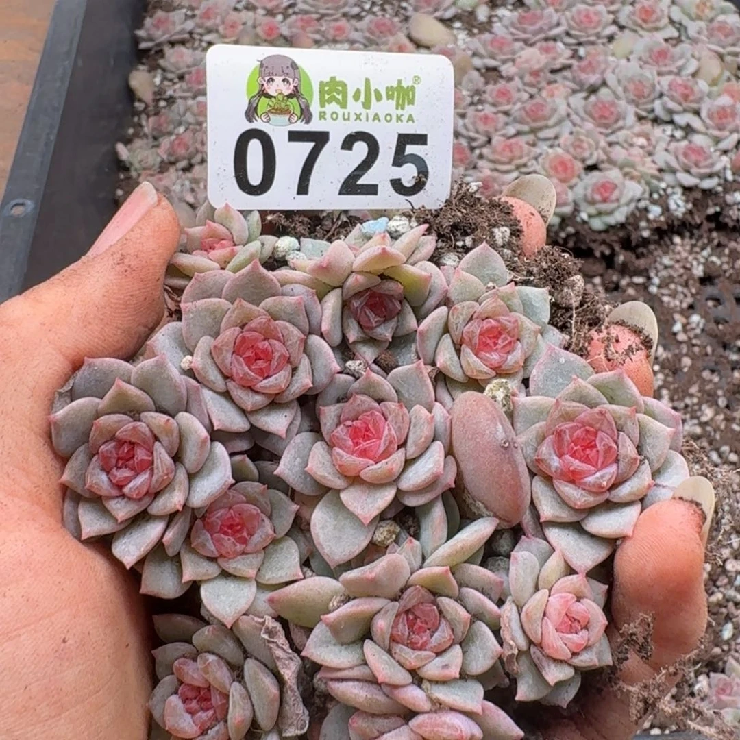 多肉植物多肉植物