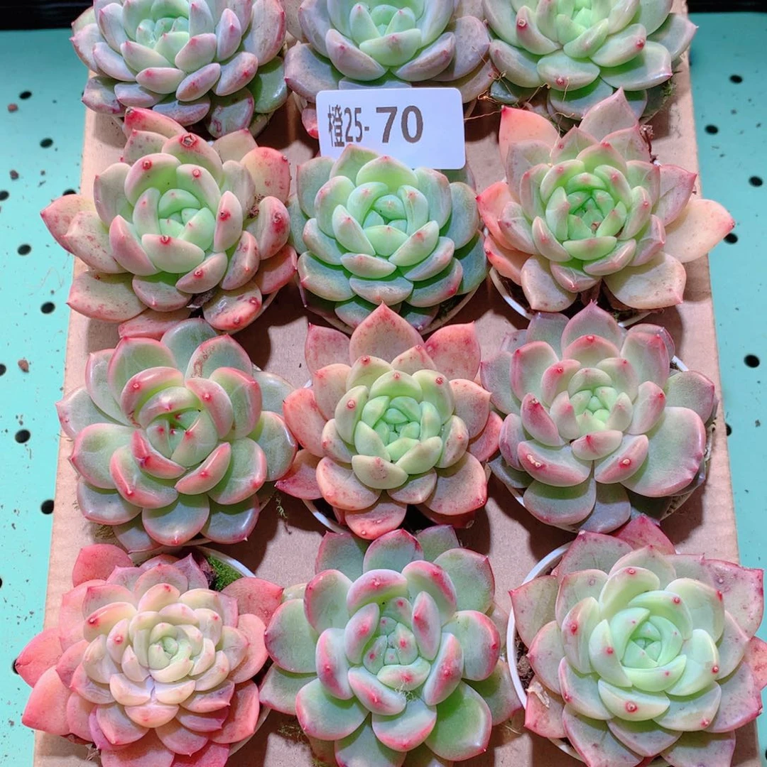 25-70一物一拍多肉带盆18颗