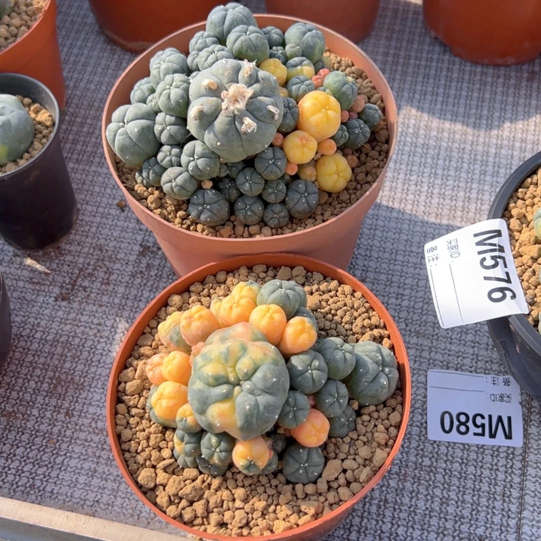 自***！m自由老板专拍带盆