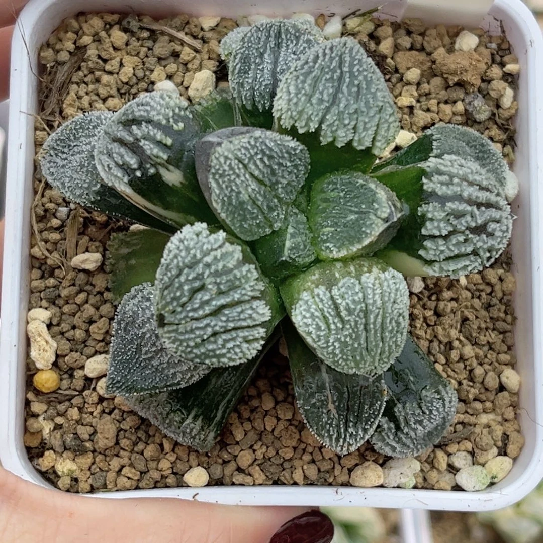 38雪之礼锦福利专场