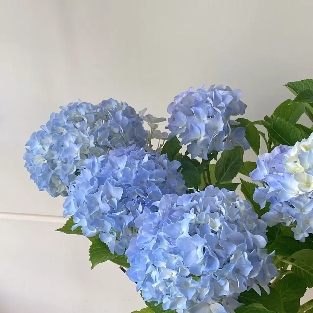 绣球盆栽 大花绣球  博灯湖5加仑带花发货植物阳台庭院植物花卉