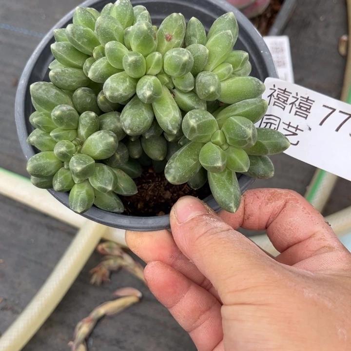黄*773千代田缀多肉植物
