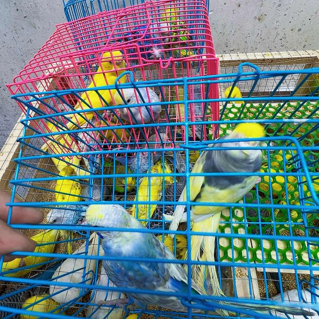 虎皮鹦鹉特色两只