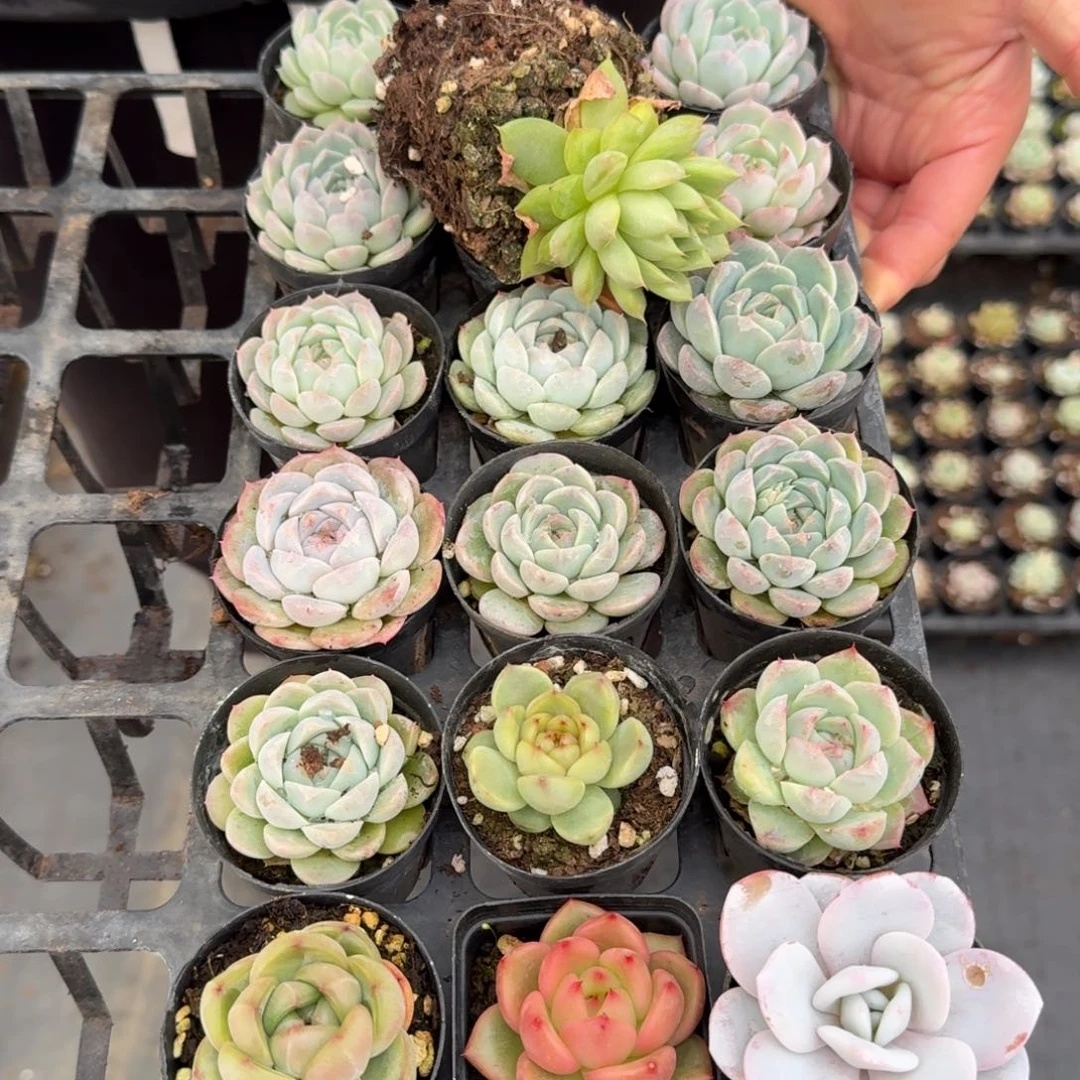 下播福利28-56量拍