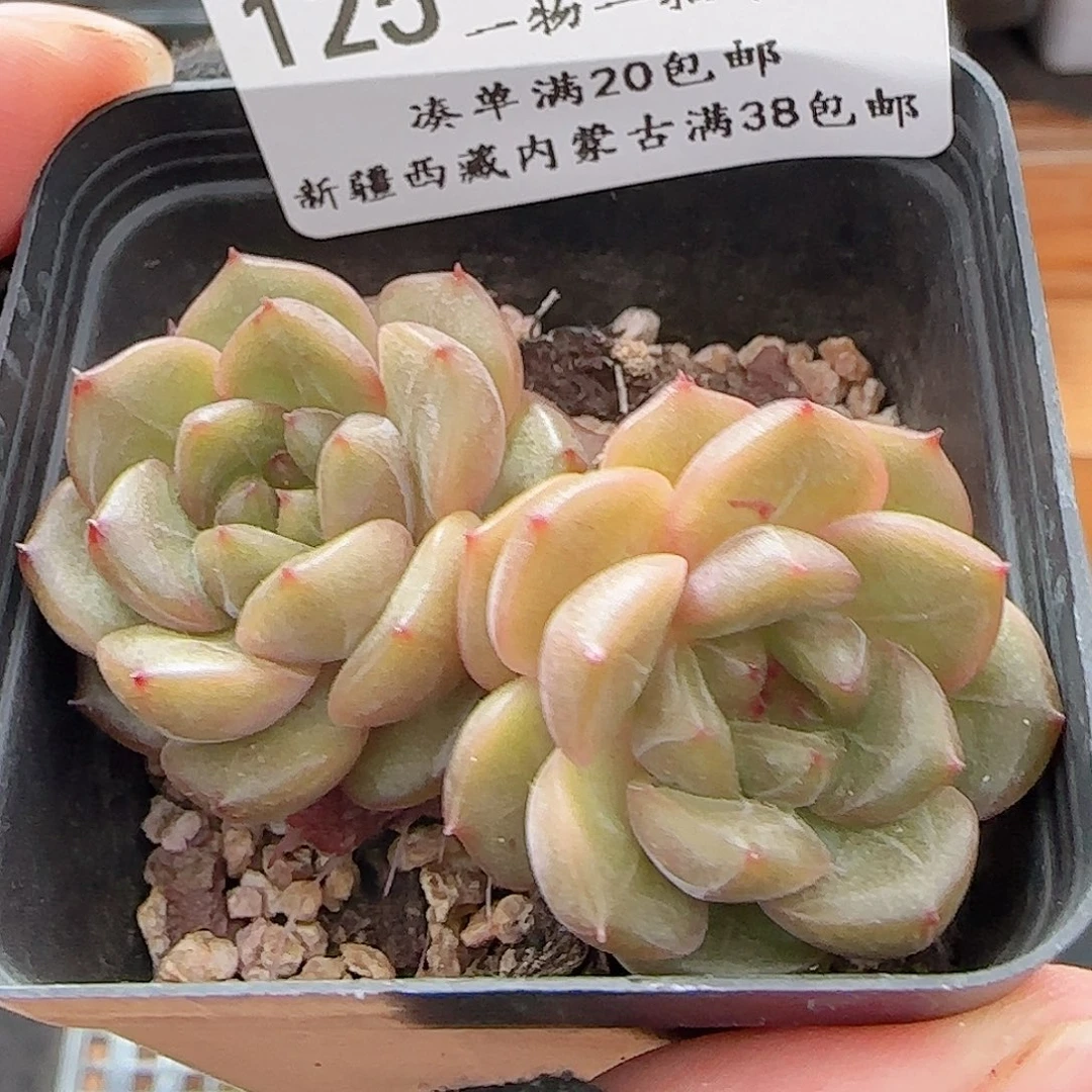 多肉0703-125晴川珍妮双头