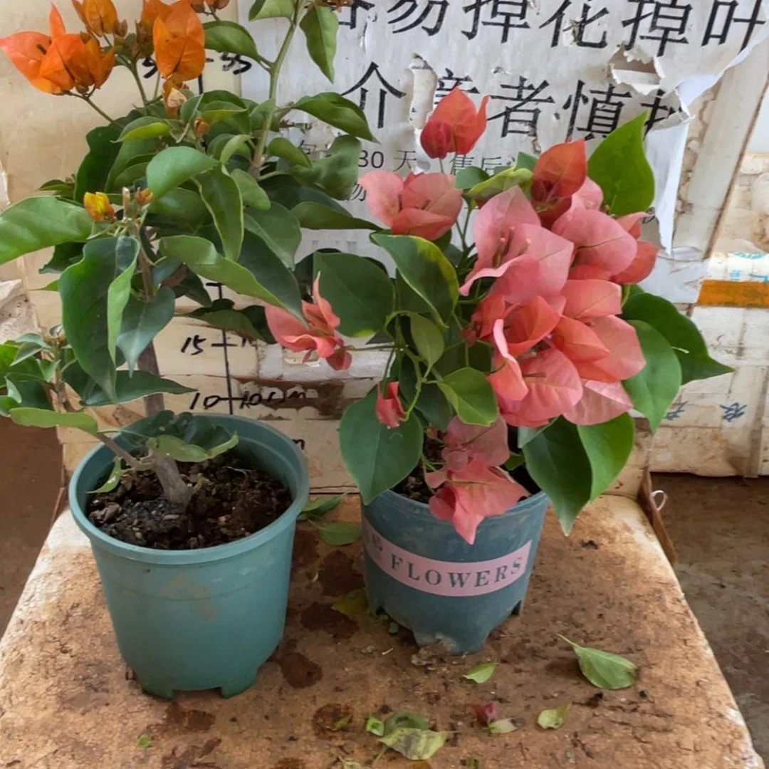 洛***神当前无花栽培后可以开花1-1739
