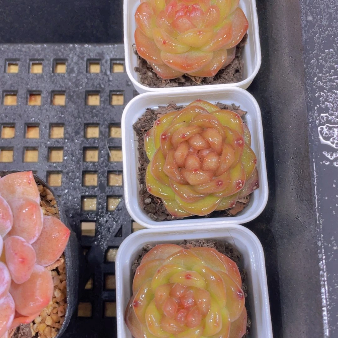 1383号 糖心水晶琥珀单头一个