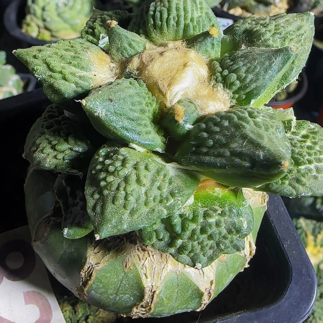怒涛826仙人球开花