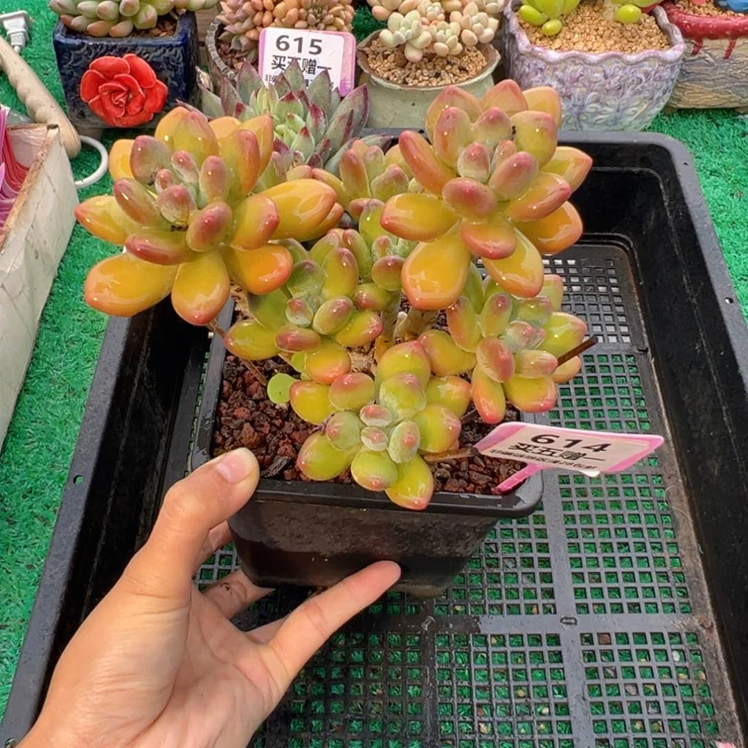 表妹精品多肉植物614.