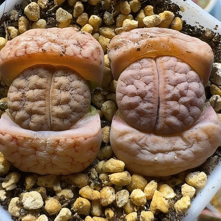 生石花111111。  326