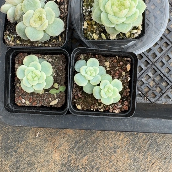 .***~087宫花童话加泼天一组四颗