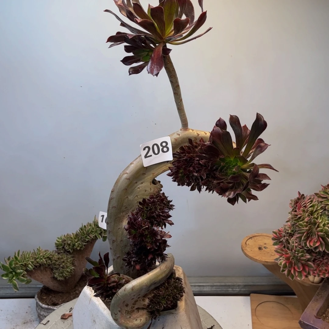 多肉植物黑法师缀208