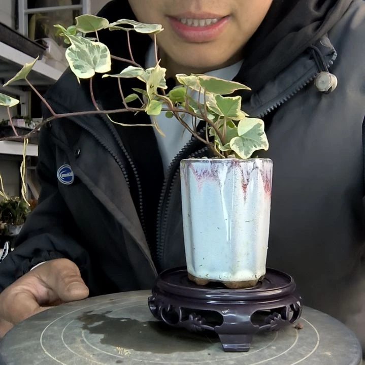 秋****?小盆景小植物一物一拍208