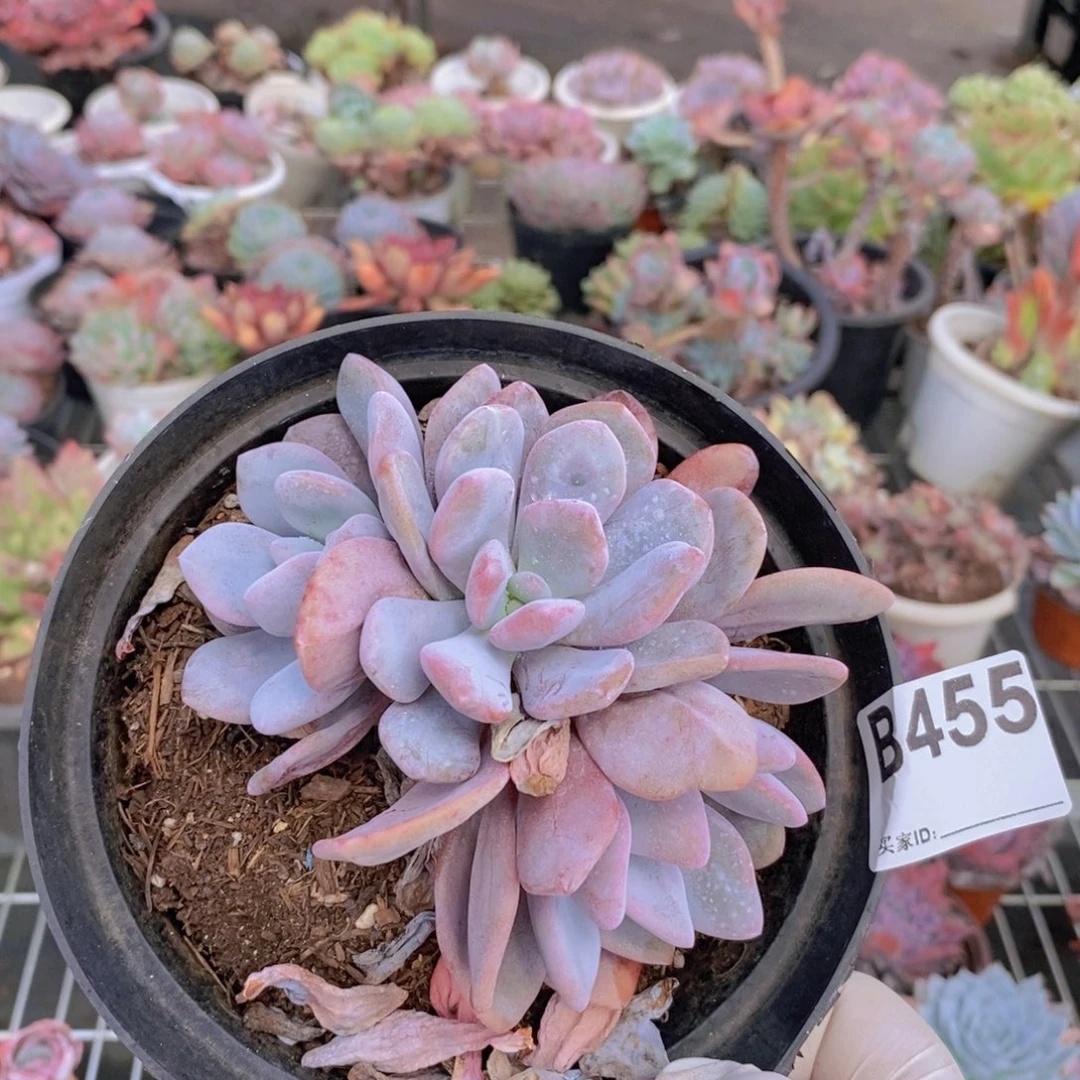 455粉兔多头一物一拍