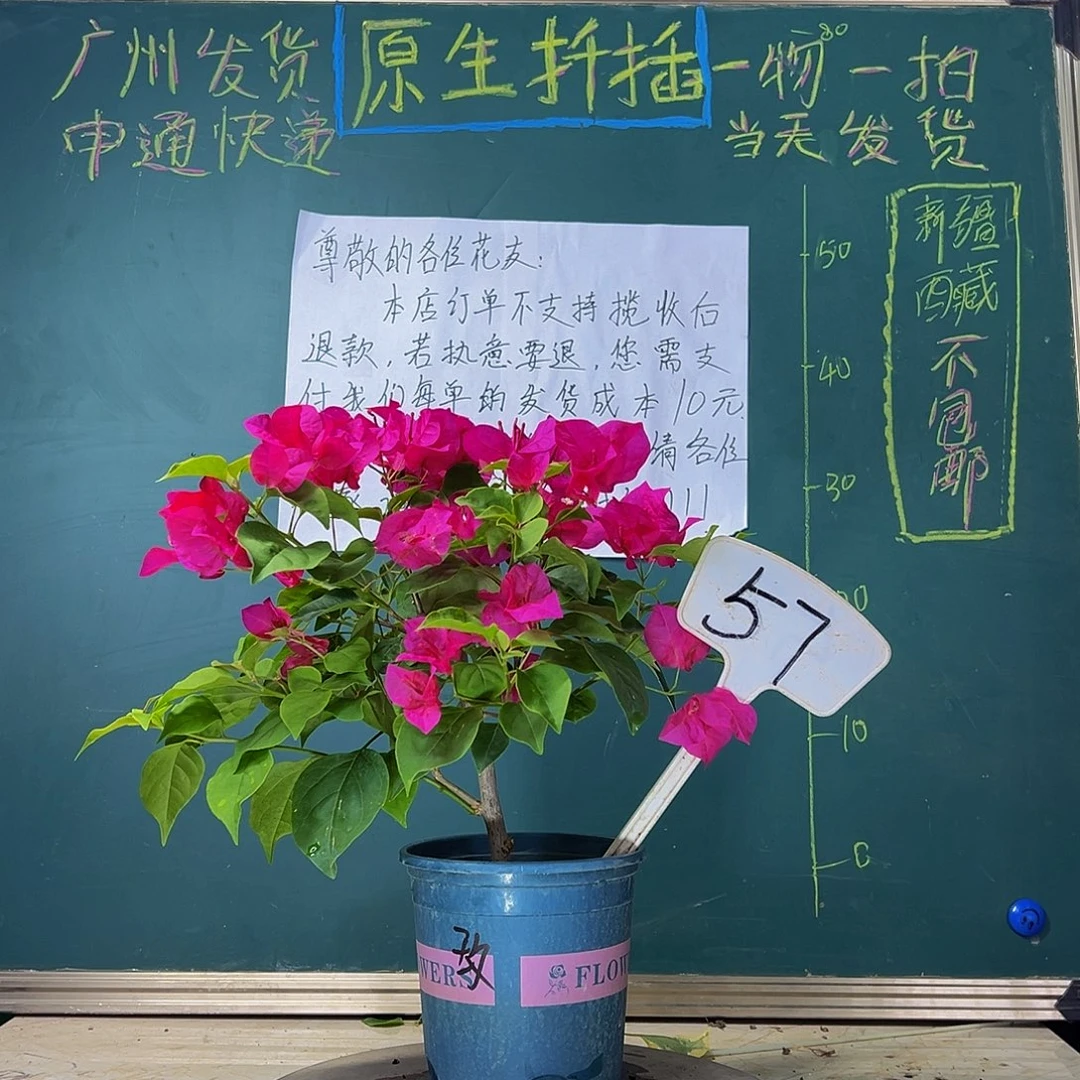 当前无花栽培后可以开花 玫瑰红  57