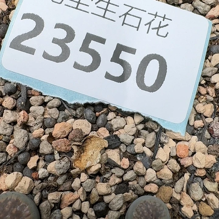 小*鸡23550清框特价汗血宝马20颗
