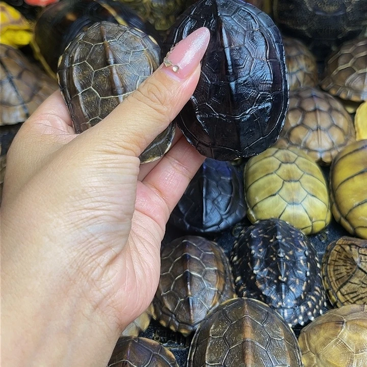 【闪购商品】有机玻璃绝****片