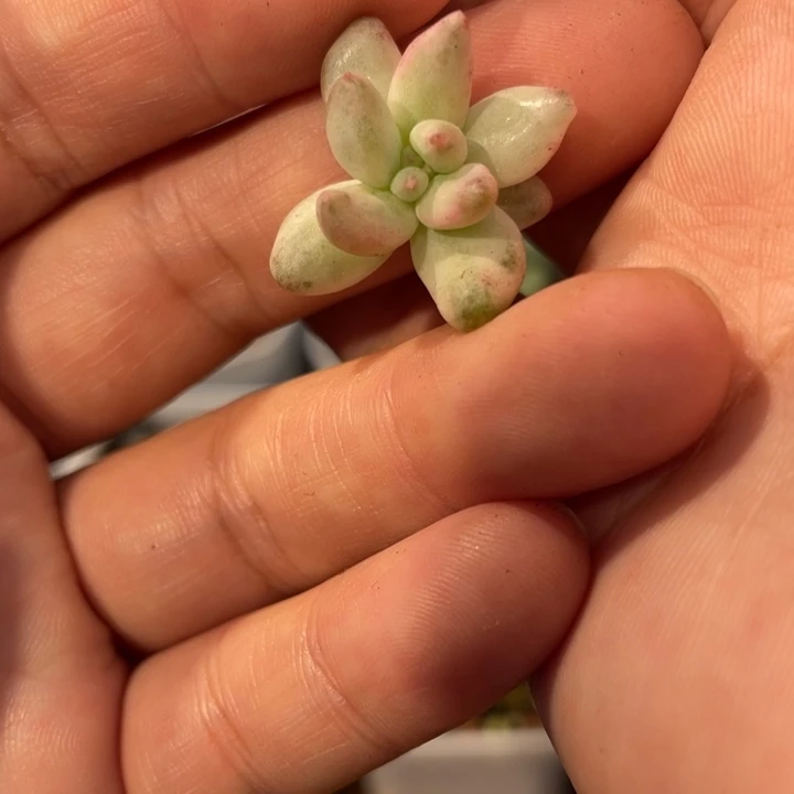 头盖白腹轮錦小胖子所罗门胖体啊