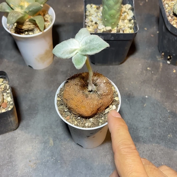 无花朵实生断崖女王一物一拍