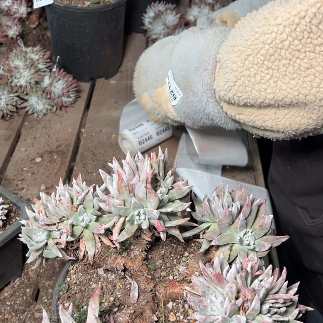 2427哈哈哈哈哈哈哈