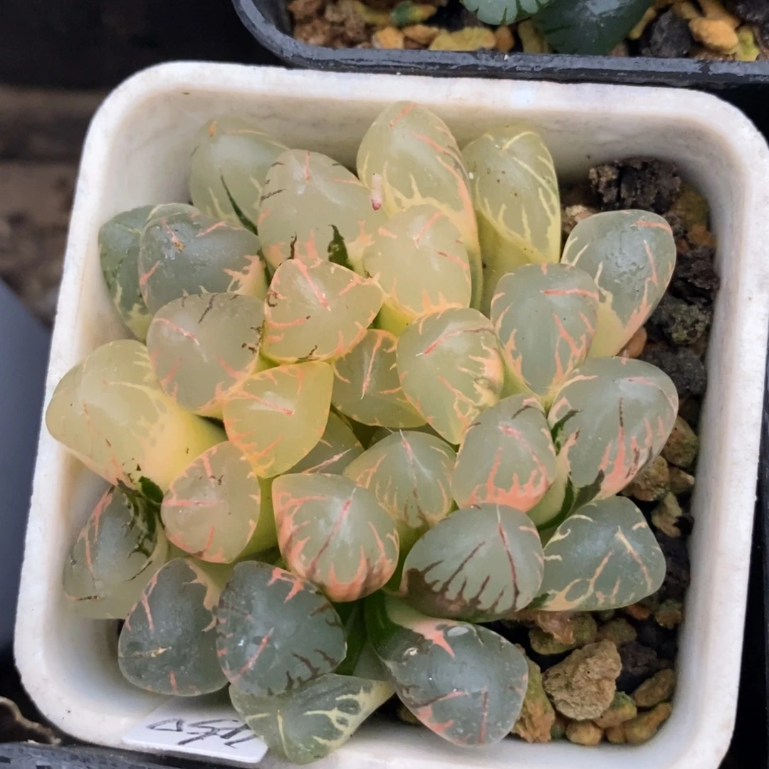 一颗实生糊斑玉露锦。