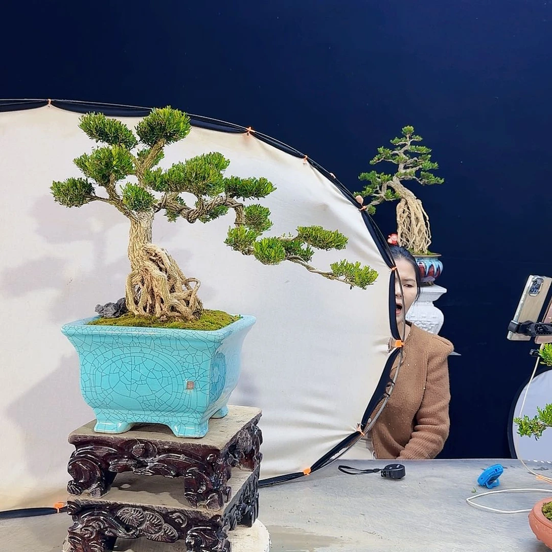 高端盆景艺术作品