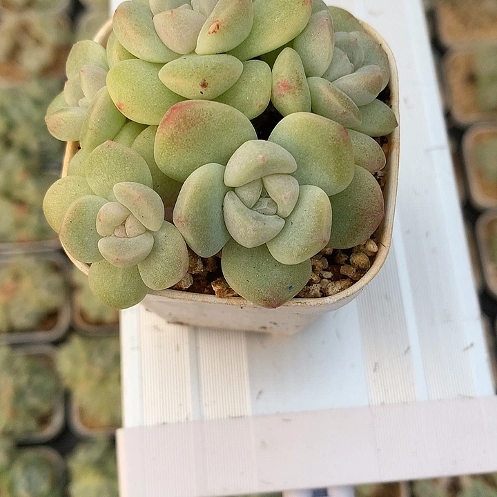 多肉植物一物一拍
