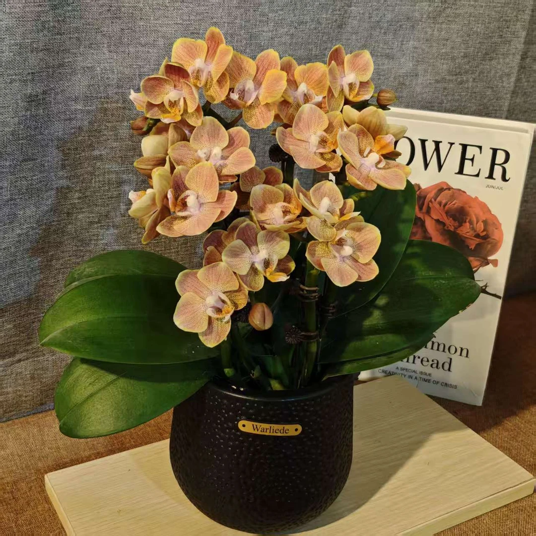 鲜花【埃特纳】稀有复古奶咖色蝴蝶兰变色系蜡质耐开适合家居摆放