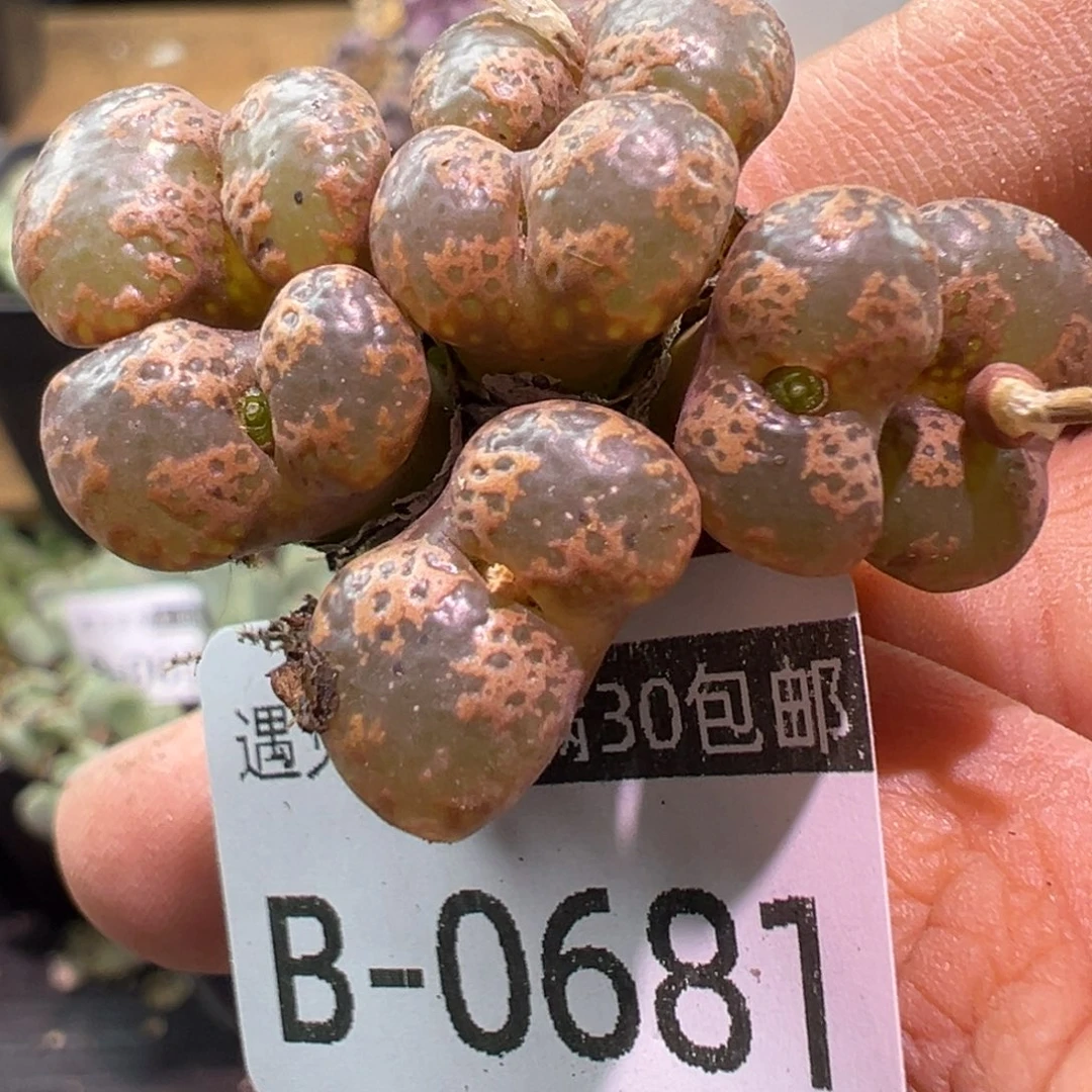 多肉植物1111111111111