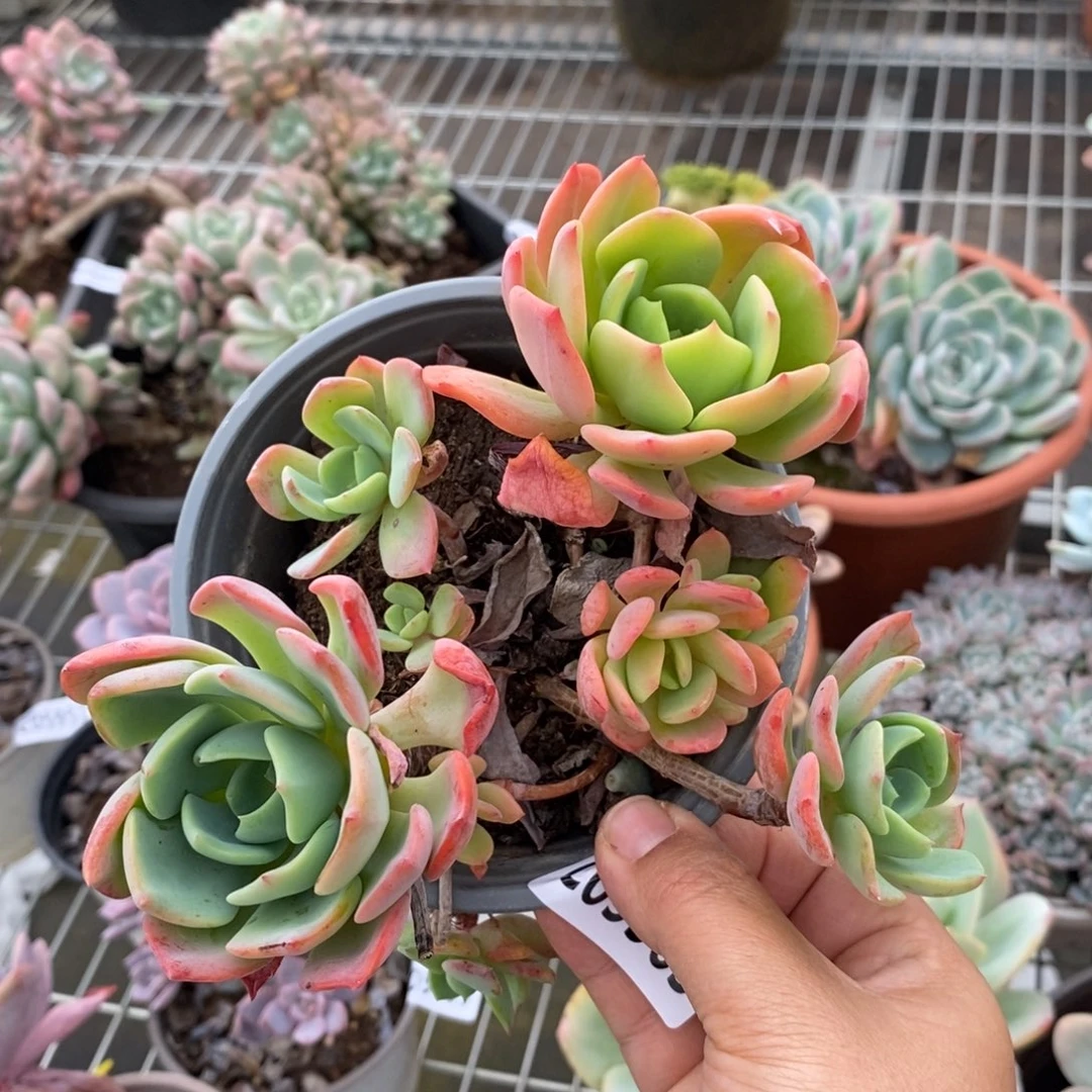 5963甜橙一物一拍