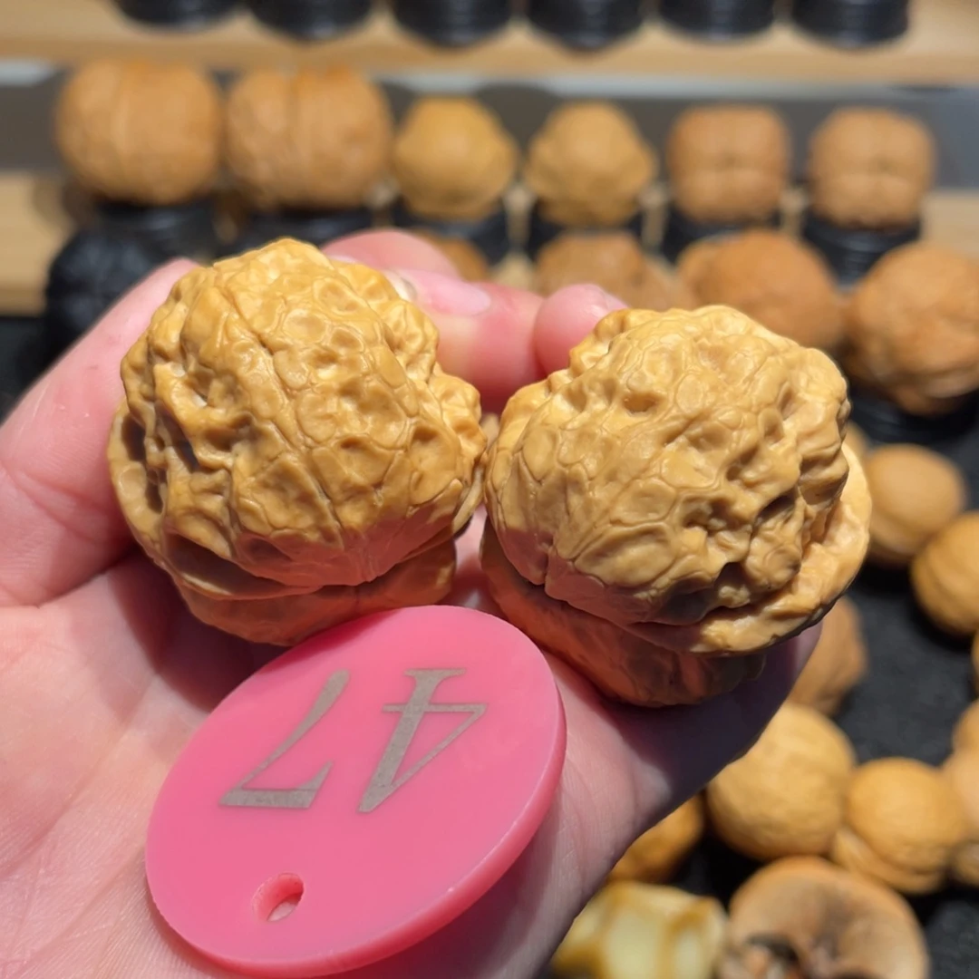 正宗老树蛤蟆头微彩35