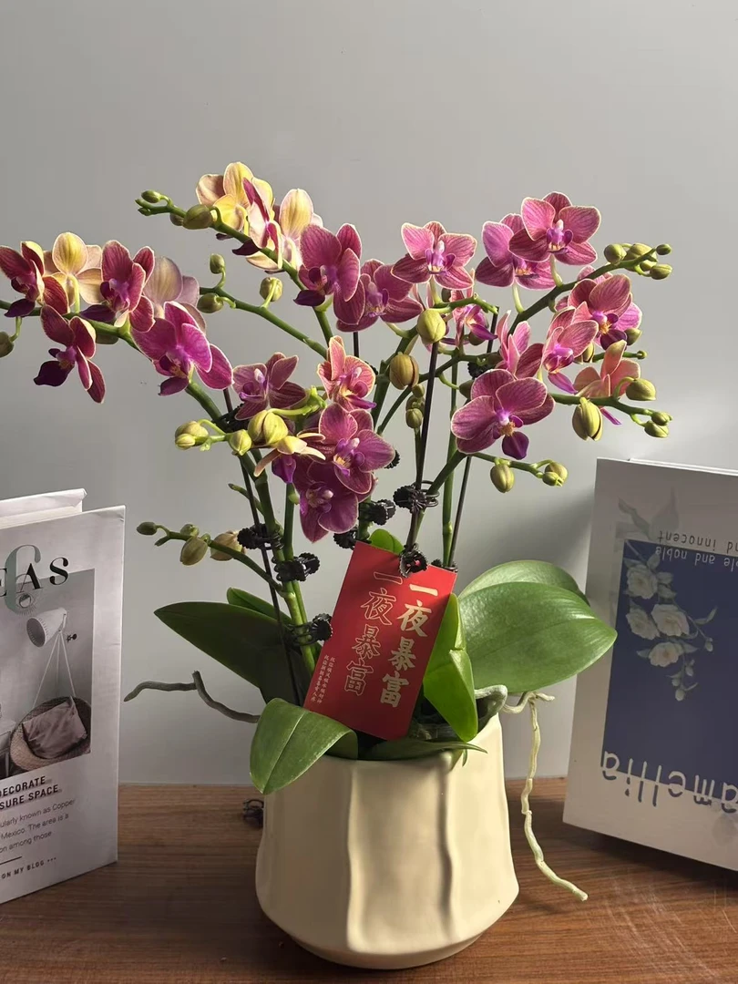 [金边玲珑]经典款复古色系蝴蝶兰 懒人室内花卉 基地直发
