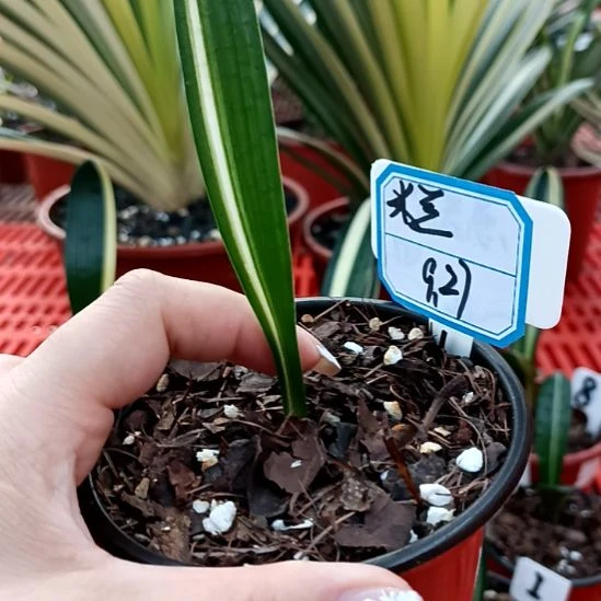 了君子兰一物一拍30