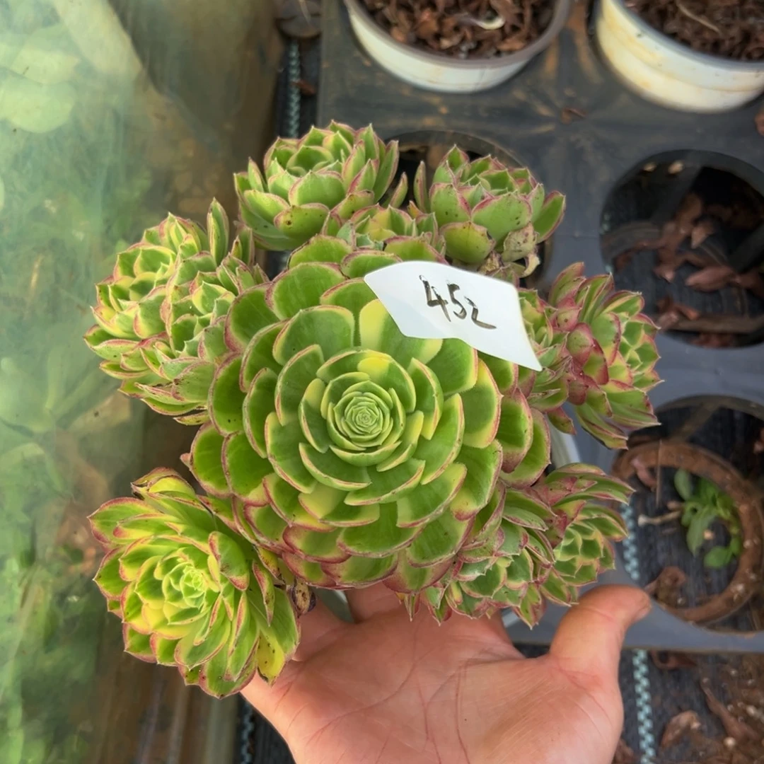 多肉植物452脱土的