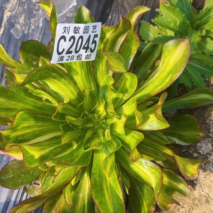 魅影中斑7彩多肉植物法师