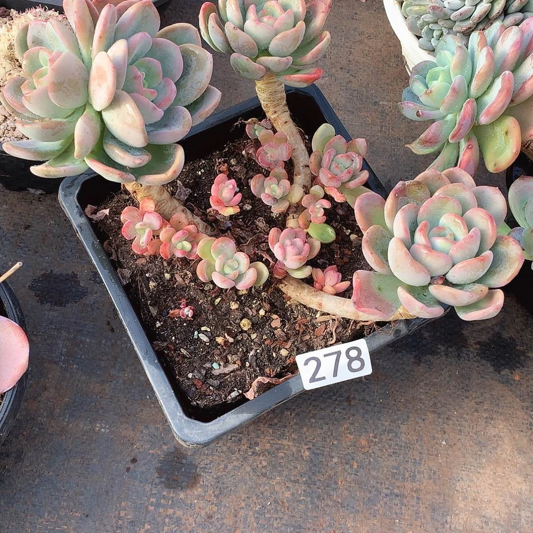 278香橙 一物一拍多肉