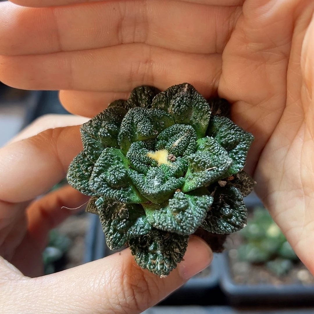 自根辛盾牡丹4.8公分