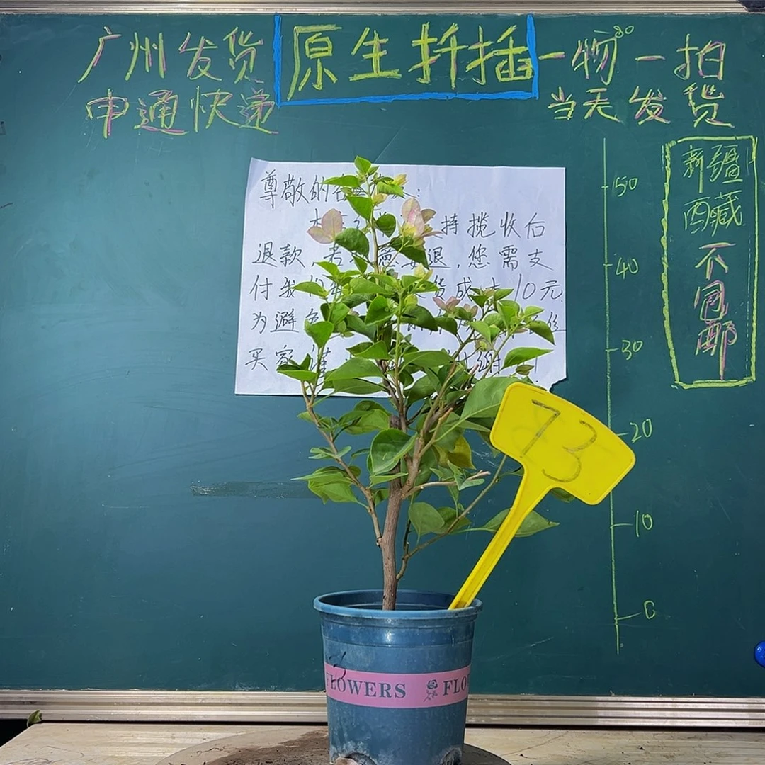 当前无花栽培后可以开花   绿叶五宝  73