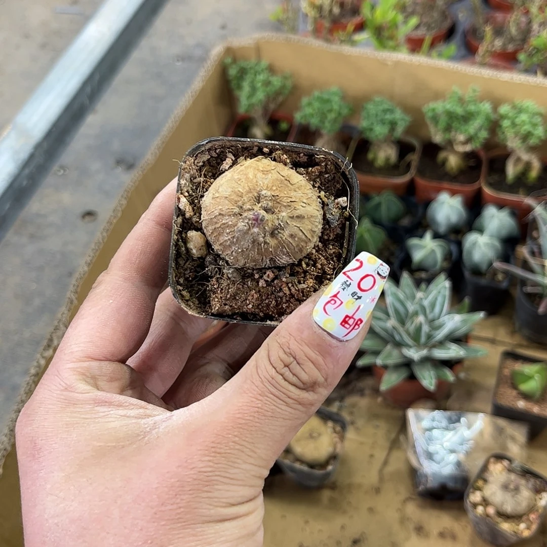 8.8山乌龟单头发货有根