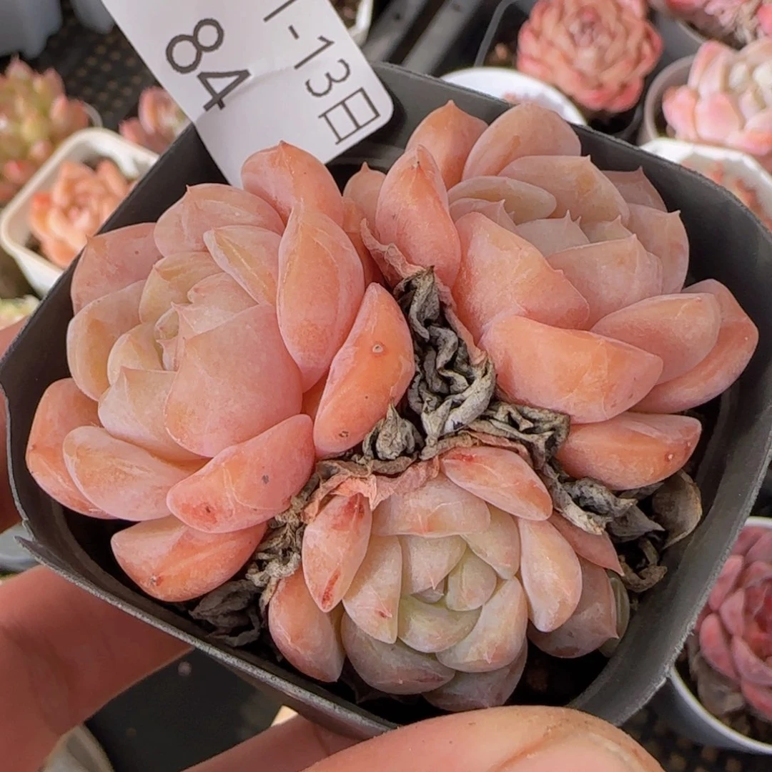 纯爱三头老桩一颗