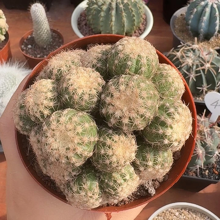 炫美玉仙人球12323