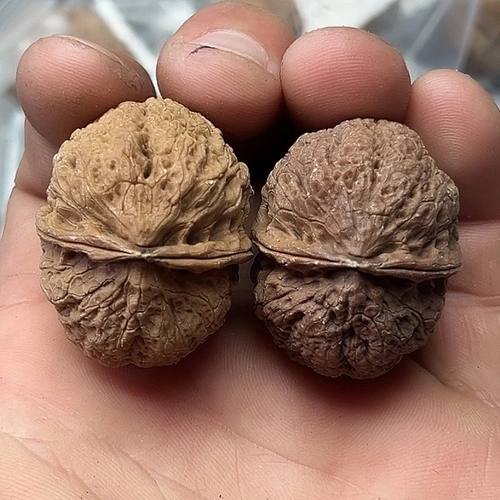 文玩核桃把件44号珊瑚纹小疙瘩37尺