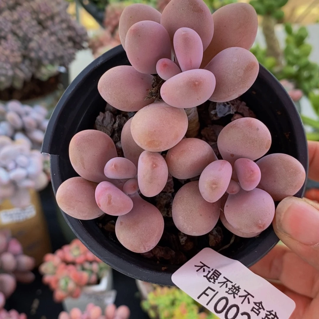 002腰子桃蛋8cm多肉