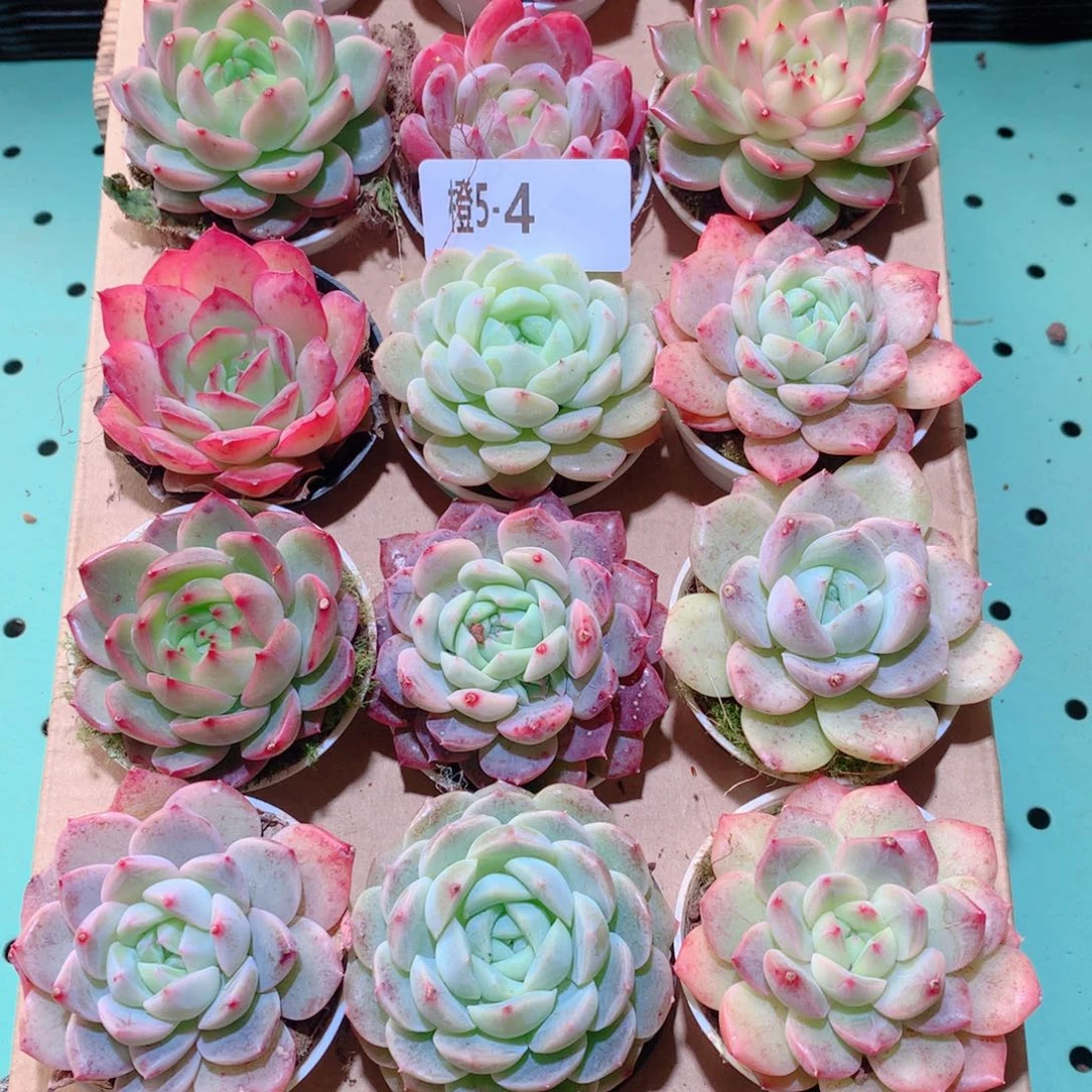 5-4一物一拍多肉带盆18颗