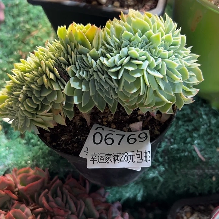 幸运的是我还没遇到你的