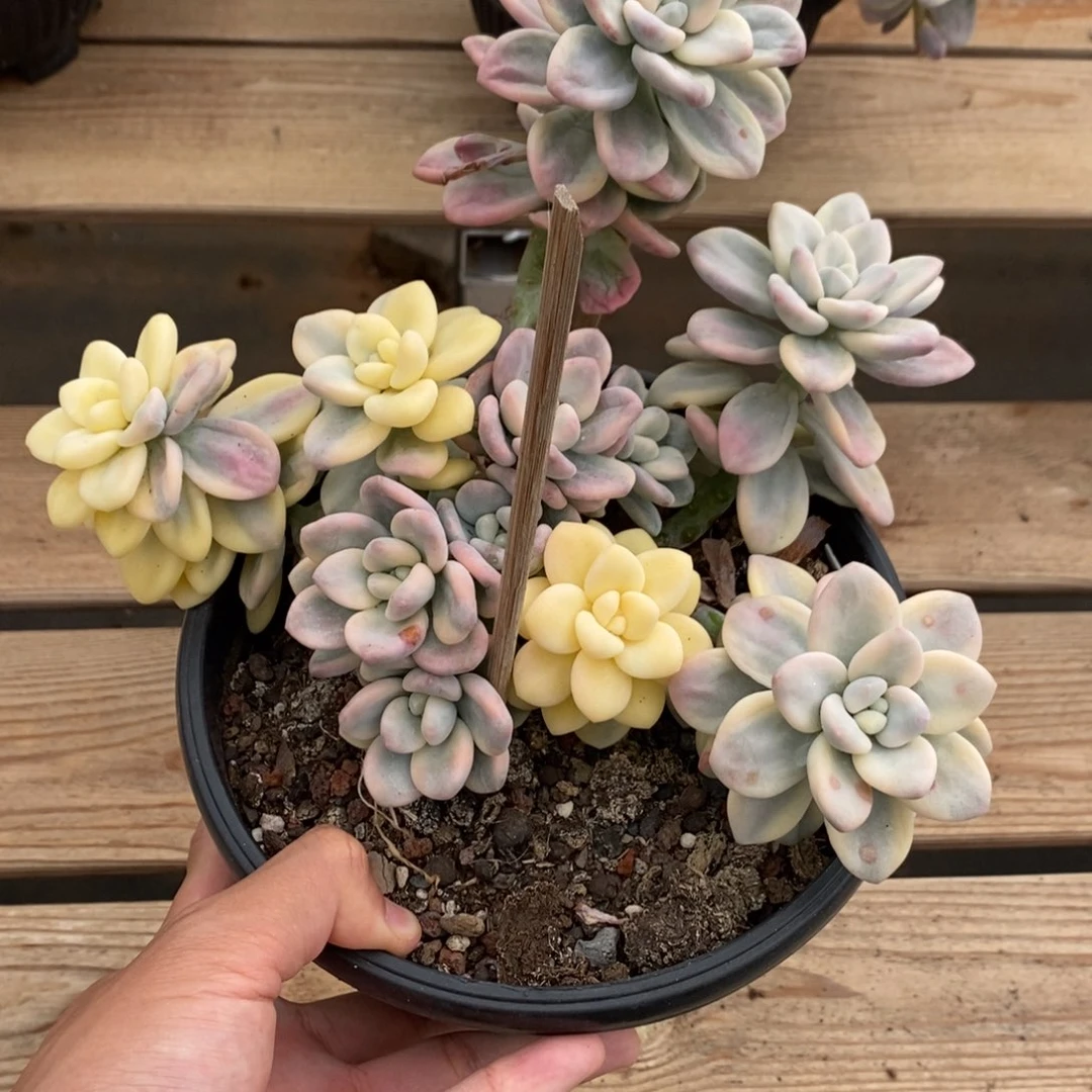 洛神锦多肉植物9105