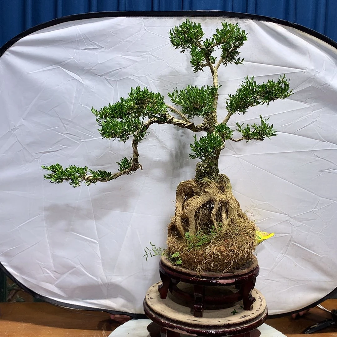 无花朵黄杨盆景一物一拍