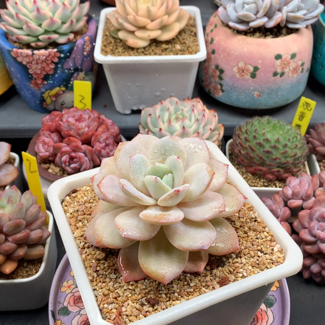 我们家的小仙女们